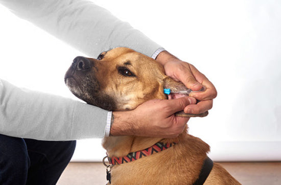 Veterinarian easily administers prescription ear drops to a dog with ClearDropper's applicator